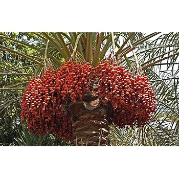 plant nursery online date palm khajoor khajur plants pack of 1 live plants amazon in garden outdoors plant nursery online date palm khajoor khajur plants pack of 1 live plants