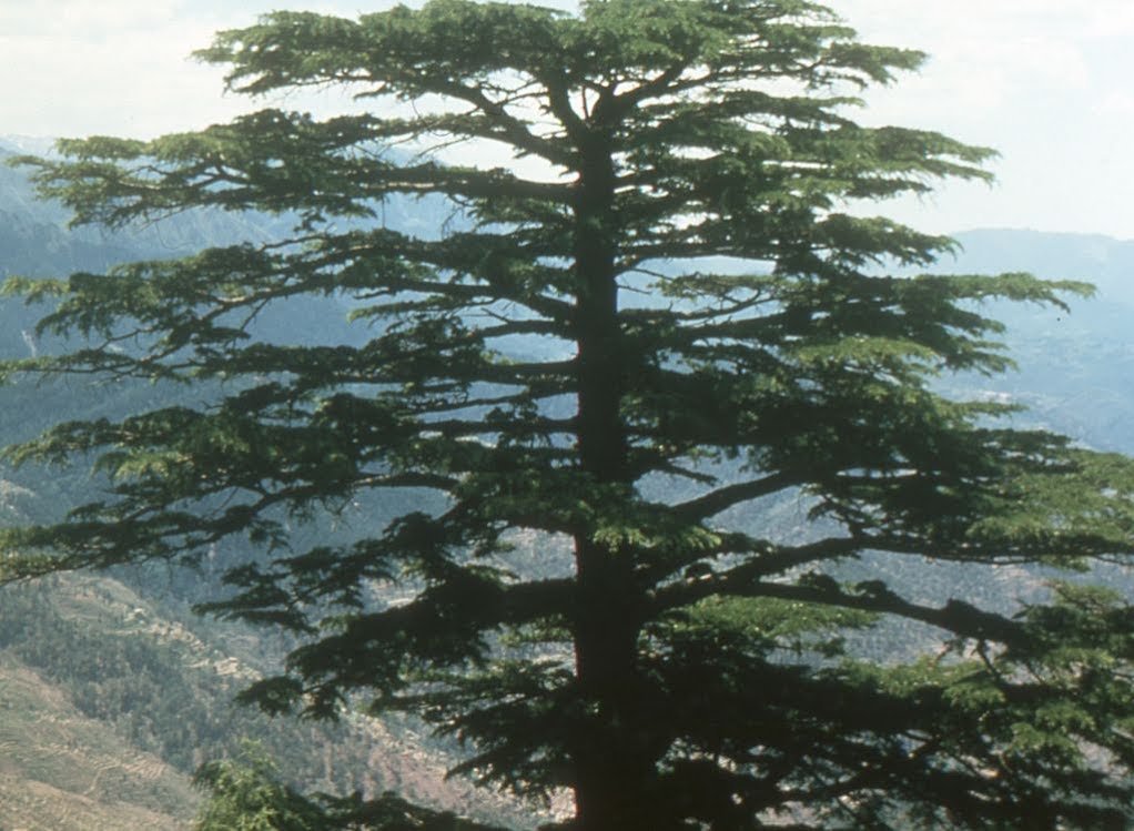 SEMILLAS ECOLÓGICAS DE CEDRO DEL HIMALAYA PROCEDENTES DE ÁRBOLES CENTENARIOS Y MILENARIOS