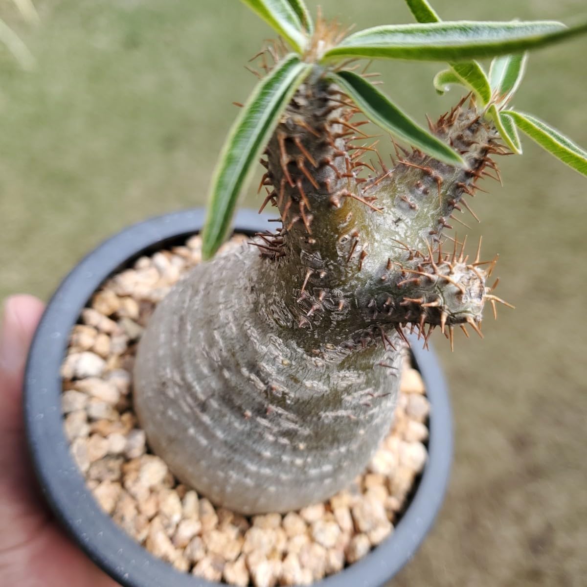 Amazon.co.jp: パキポディウム・グラキリス塊根植物・多分発根検索用  