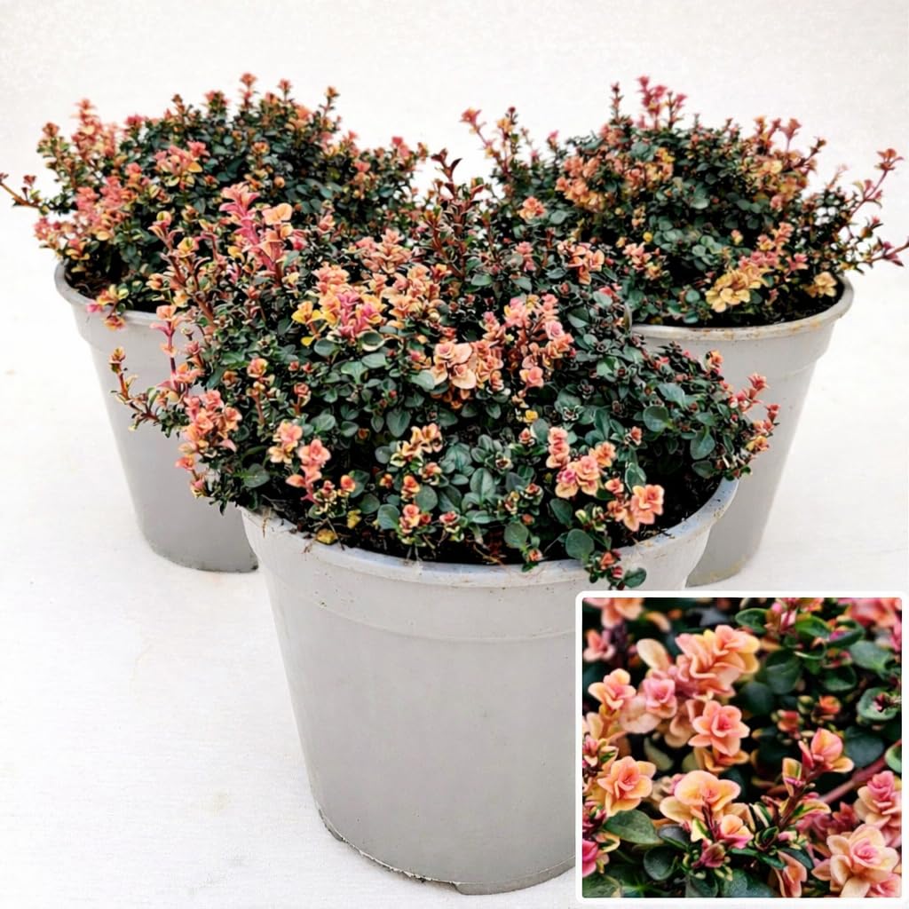 POWERS TO FLOWERS - TIMO SERPILLO PINK CHINTZ, VASO 14 CM DIAMETRO, 3 PIANTE, piante vere