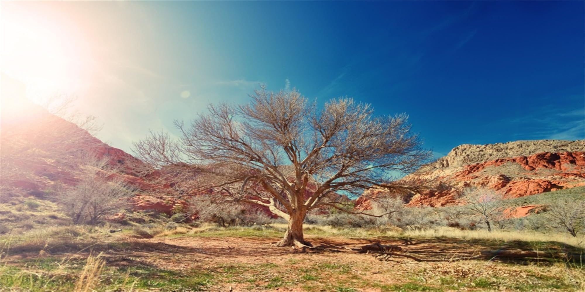 MIRRORANG 120x61cm Desert Terrarium Background Huge Tree Mountain Sun Sky Oasis Reptile Habitat Background Fish Tank Aquarium Background โ image 1