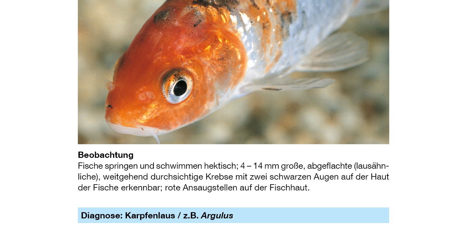 Sera 43081 Med Professional Argulol 100ml für 20.000 Liter - Arzneimittel gegen parasitische Krebstiere