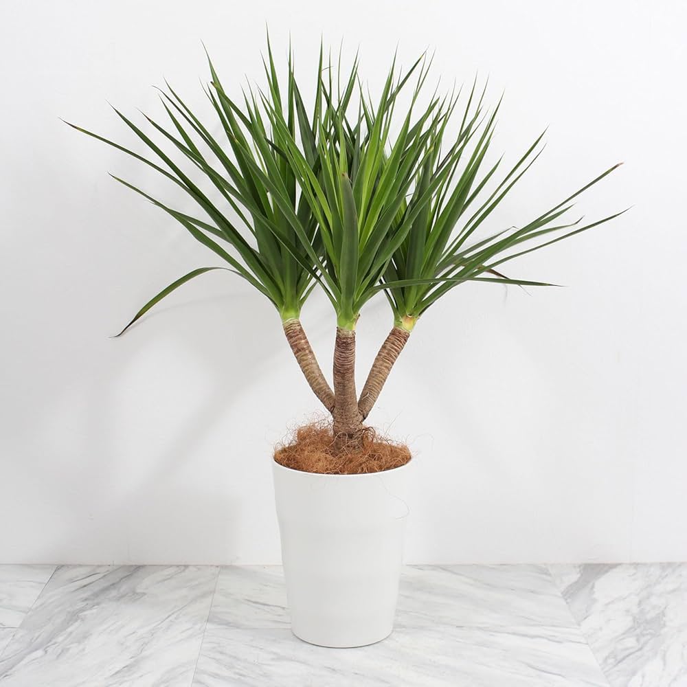 Amazon｜ドラセナカンボジアーナ 7号 ブランチ 受け皿付 【観葉