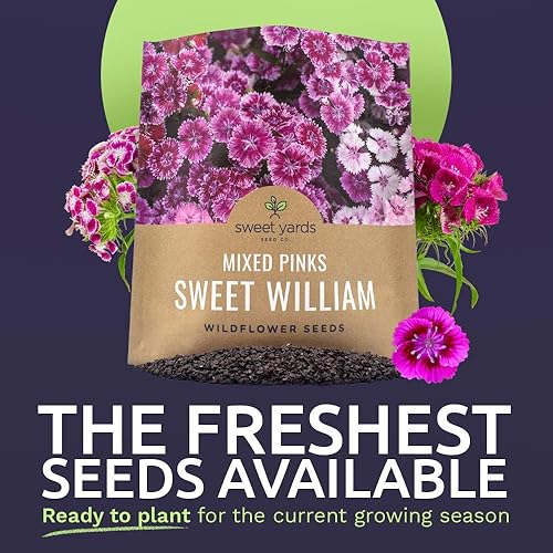Miniatura 2 de Semillas Sweet William - Colores rosados mezclados - Paquete extra grande de 1 onza - Más de 30,000 semillas de flores polinizadas abiertas sin OMG