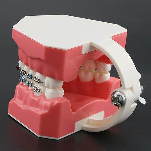 Miniatura 7 de Dientes estándar dentales modelo Typodont ortodoncia con alambres de metal y soporte adultos niños enseñanza estudiar demostración práctica modelo