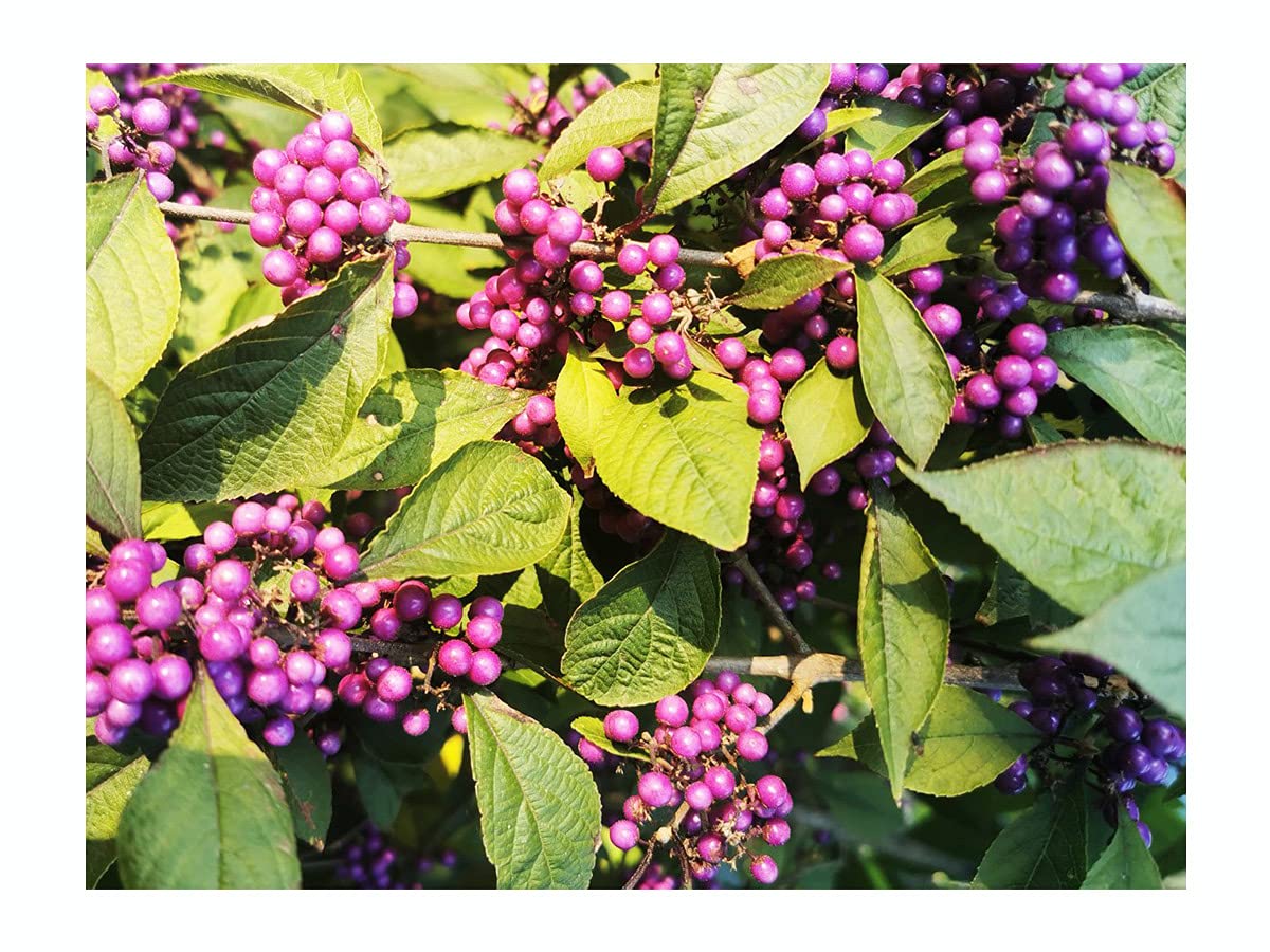 CALLICARPA DICHOTOMA Purple Beautyberry Shrub, Showy Fruit, Autumn Colour, Hardy, 20-30cm Starter Plant in a 7cm Pot