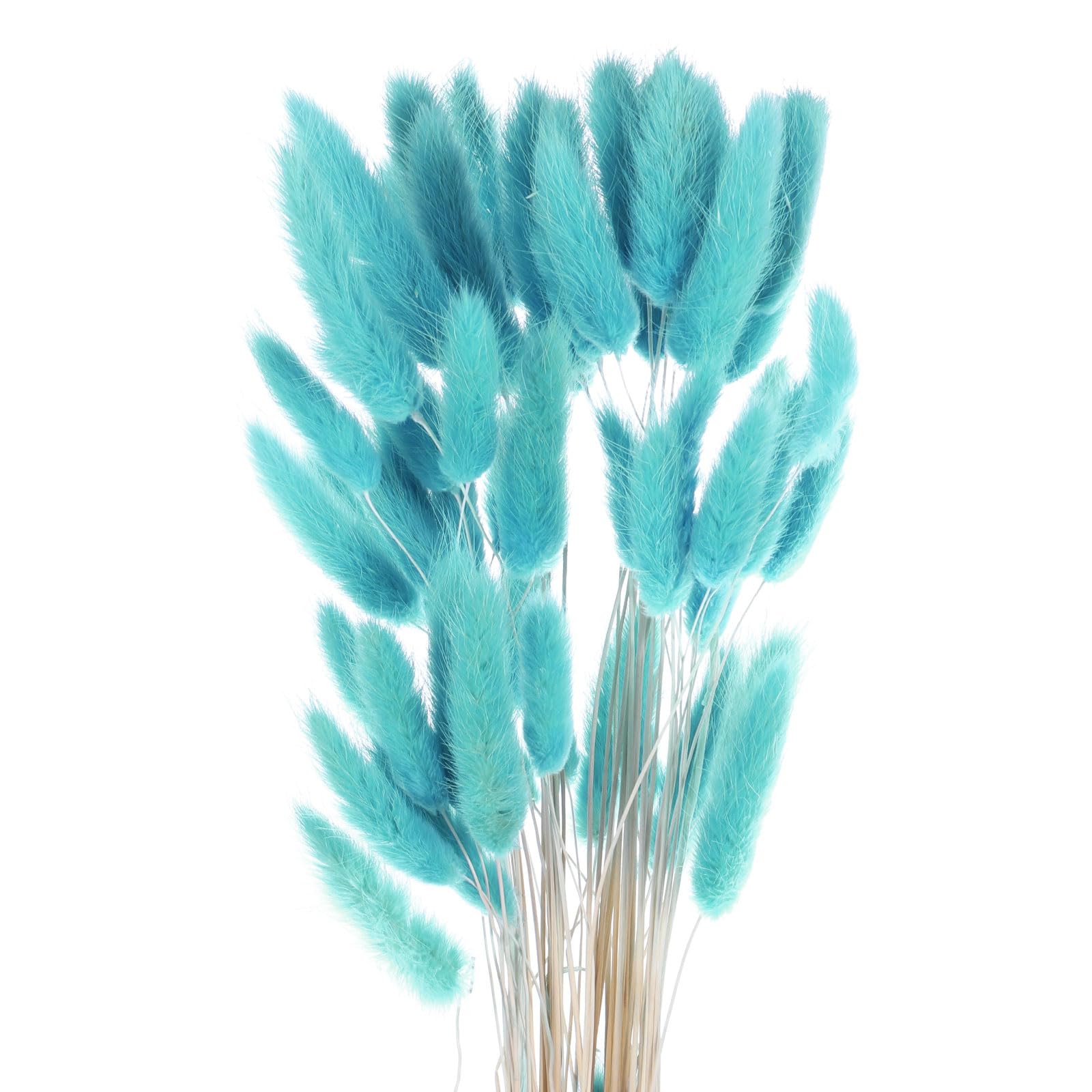 QUARKZMAN 60Pcs Queue de Lapin Naturelle Fleurs Séchées 60cm Bleu Turquoise | Mini Herbe de Pampa Lagurus Ovatus, Bouquet pour Décoration Florale Mariage Noël