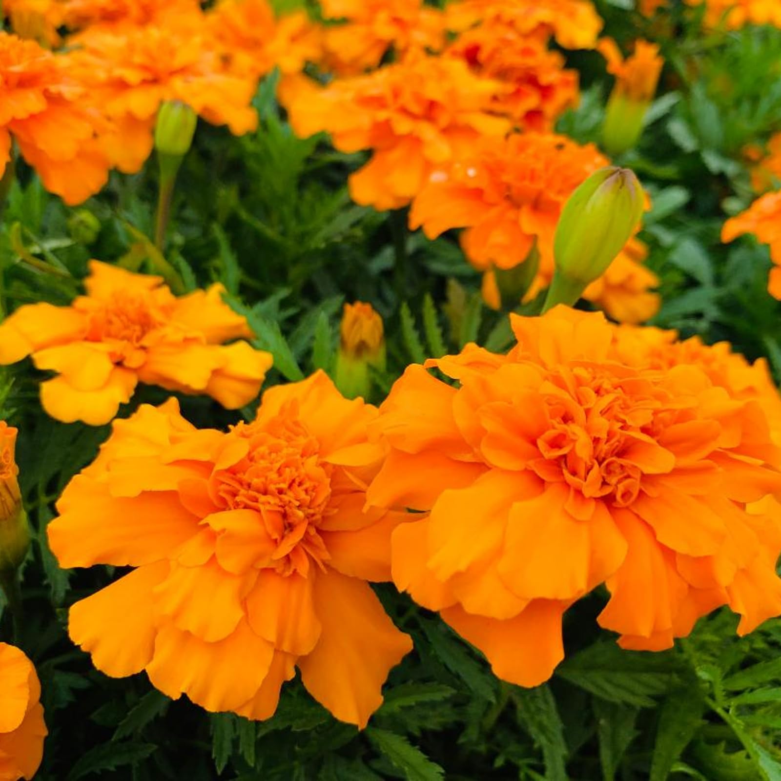 Carbeth Plants - Marigold French Orange Plants - 12 Pack