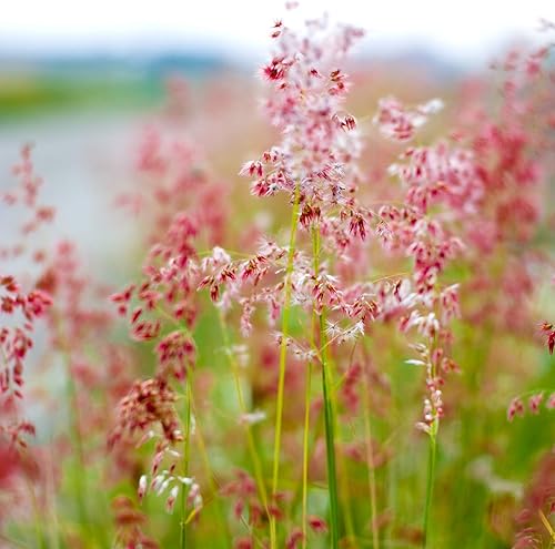 Outsidepride Hierba ornamental de rubí perenne para climas más cálidos - 50 semillas