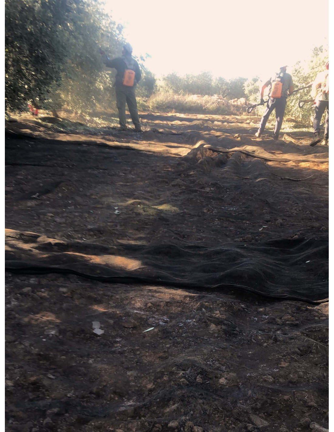 Jardin202 - Manto para Recolección de Frutos | Manto de Aceituna Resistente y Flexible | Telones de Aceitunas, Almendras y Frutales | 8 x 14 m (112 m2) -
