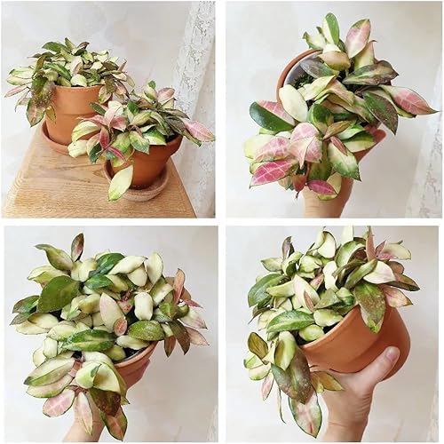 Miniatura 2 de Macetas de terracota de 4 pulgadas, paquete de 12 macetas pequeñas de arcilla con agujeros de drenaje y platillos para suculentas, cactus