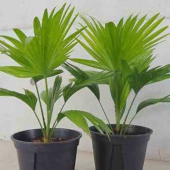 71wfE-eLkiL._AC_UF350,