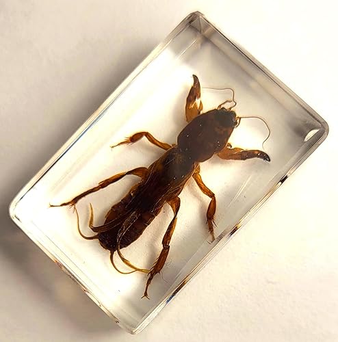 Miniatura 268 de Escarabajo de algodoncillo azul cobalto real de 1.732 in en espécimen de resina de lucita cristalina, insectos, insectos preservados, colección