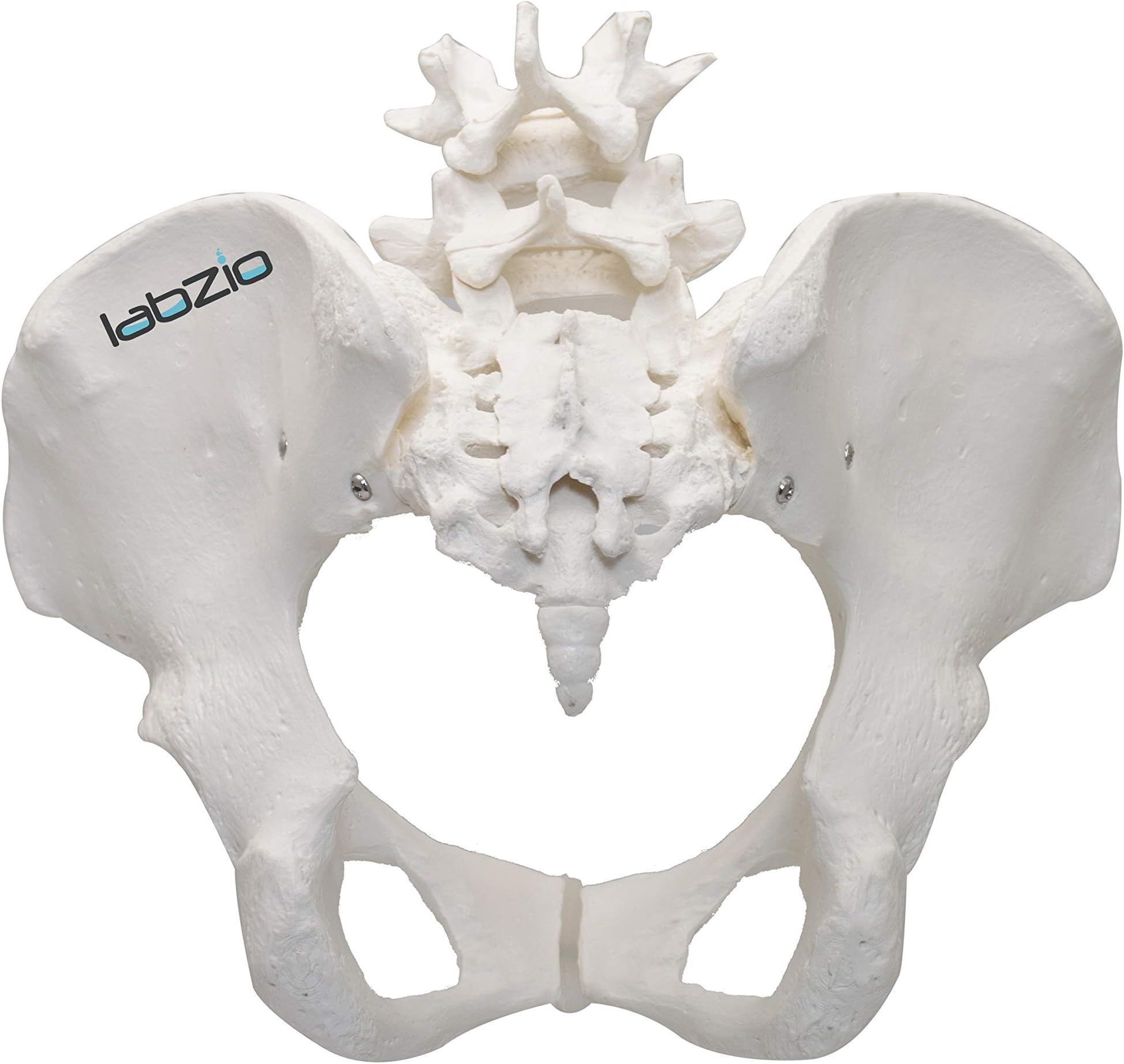 Premium Female Pelvis Skeleton Model | Life-Size Anatomical Pelvic Bone Structure for Medical Study, Teaching, Chiropractic & Gynecology Education | Ideal for Students & Professionals