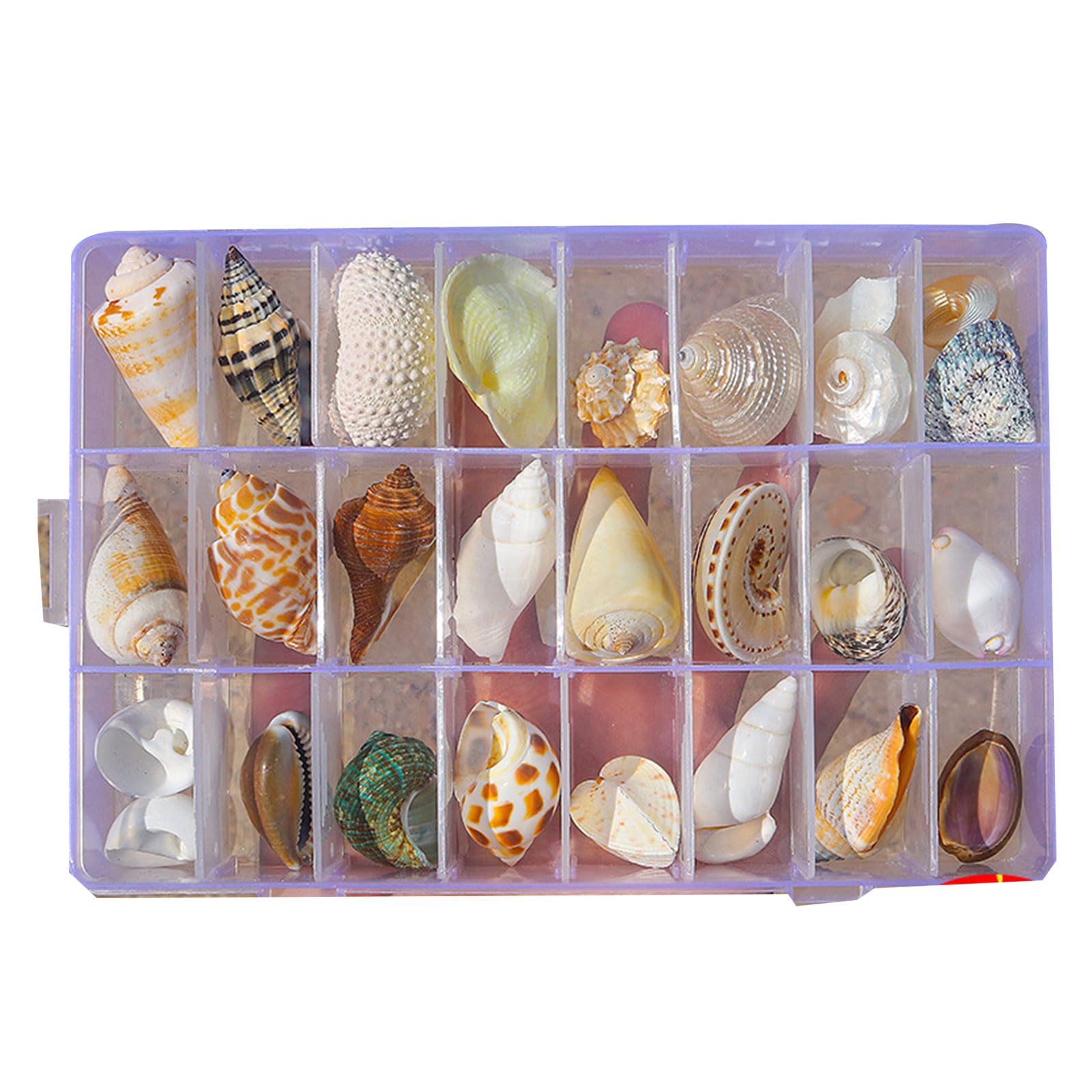 Natural Seashells Display Box Set Clear Starfishes Trinket Organizers for Aquariums and Coastal Decoration Compartment Portable Display Case