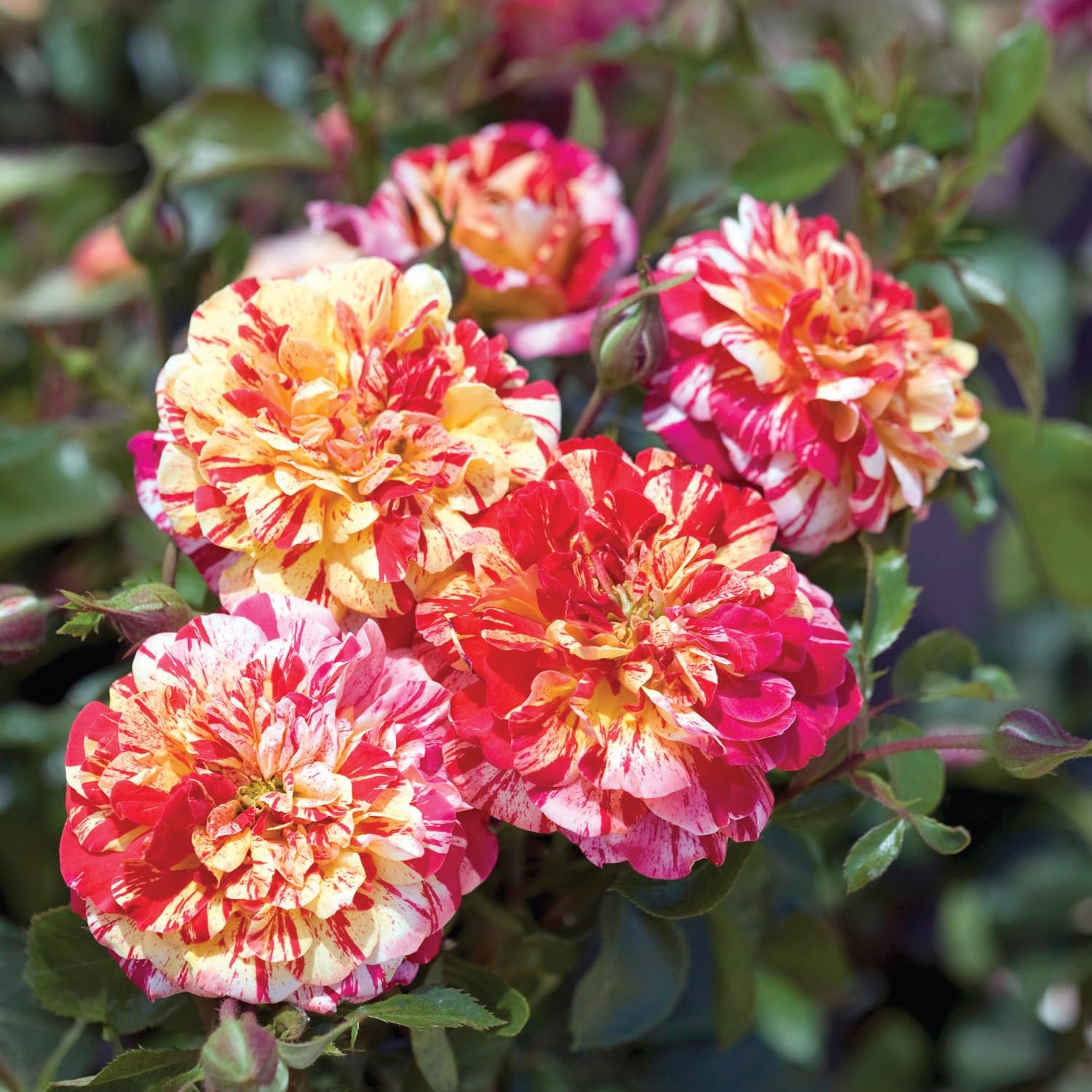 Amazon.com : Stargazer Perennials - All American Magic Rose Plant Live ...