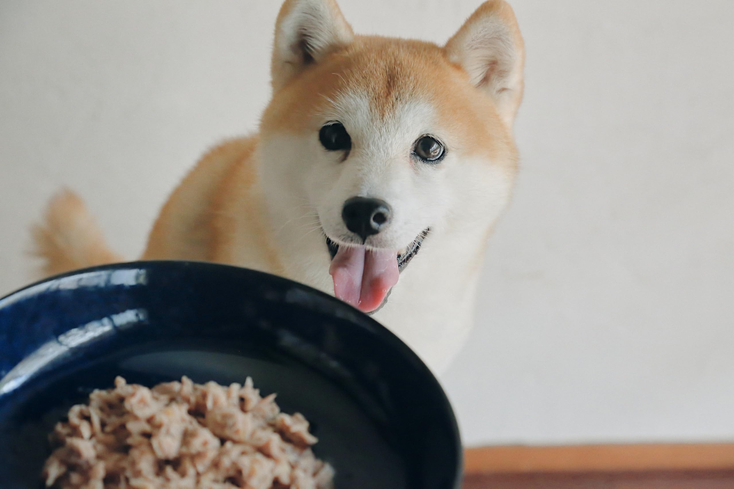 オブレモ　3つ　ドッグフード（まぐろ&たら） Amazon.co.jp: OBREMO オブレモ ドッグフード まぐろ＆たら 全犬