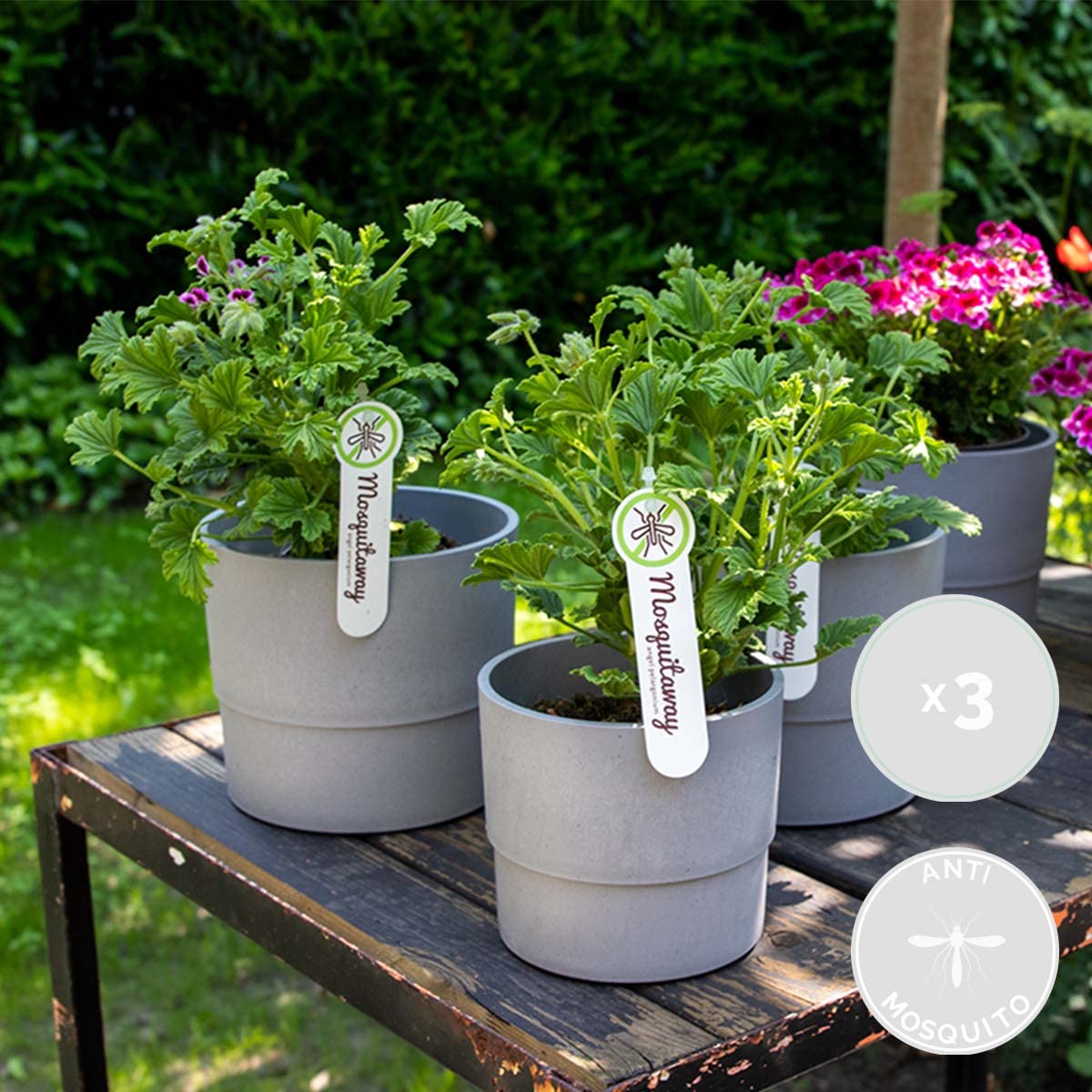 Bloomique - Lot de 6 - Pelargonium Graveolens - Géranium citron - Anti-moustique - Parfumé - Plantes de jardin - Hauteur 15-30 cm - Pot 10,5 cm