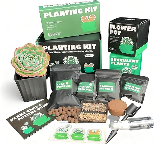 Plantas suculentas Live Echeveria Silhouette  Elegante roseta suculenta, fácil cuidado planta de raíz desnuda para decoración del hogar, oficina y