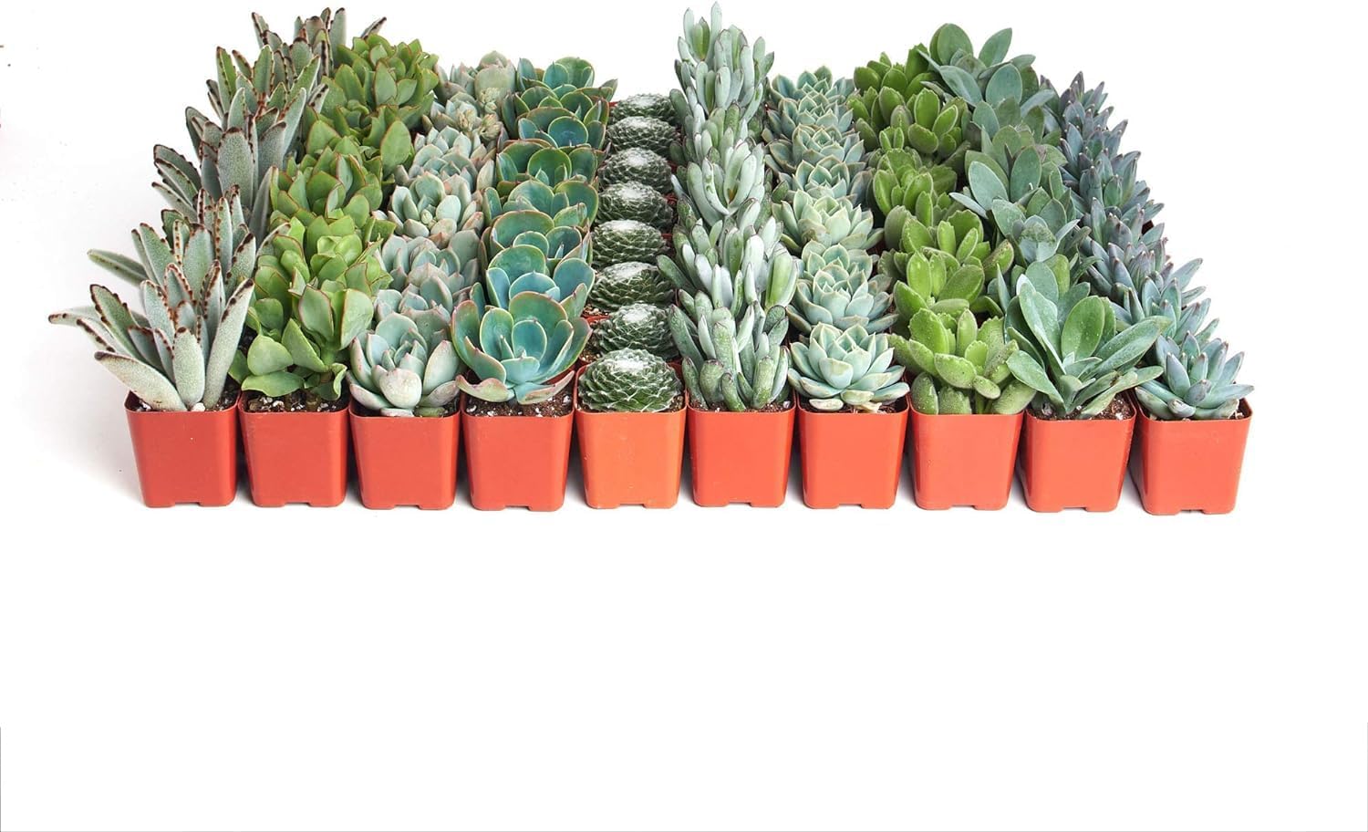 Shop Succulents | Azul Verde Collection | Assortment of Hand Selected, Fully Rooted Live Indoor Blue/Green Succulent Plants, 32-Pack