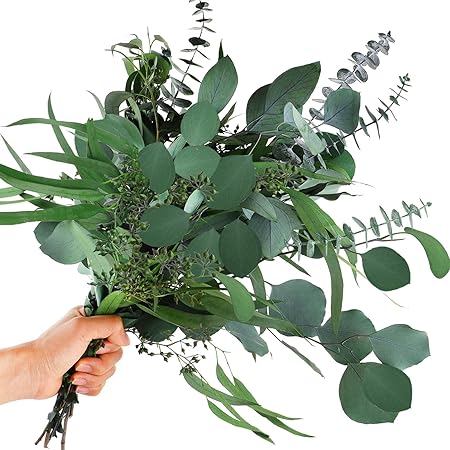 Getrockneter Eukalyptus 45cm - 12 Stück Für Deko & Wellness