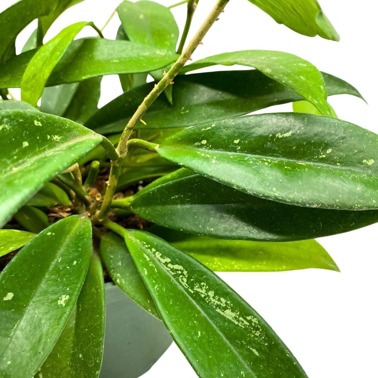BubbleBlooms Hoya Pubicalyx in a 6 inch Pot Silver Speckled Splash