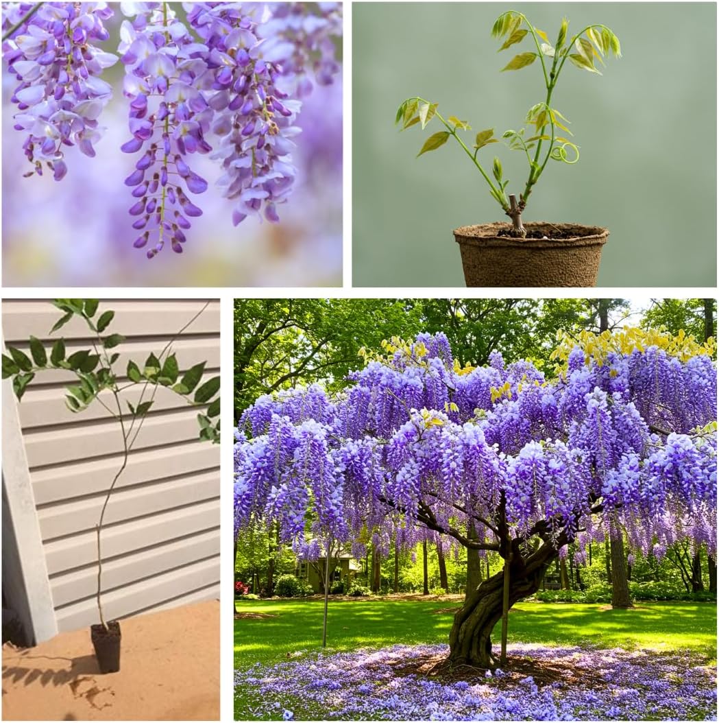 Purple Wisteria Vine Seedling – Live Wisteria sinensis Plant for Planting – 1 Healthy Seedling for Trellises, Pergolas, Fences, or Garden Landscaping