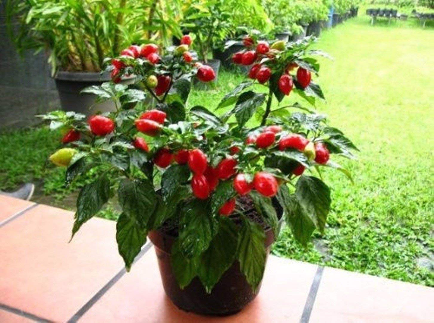 See full amazon price history chart for Golden Hills Farm Hot Red Habanero Pepper Capsicum Chinense Plant Seeds -Pack of 100 Golden Hills Farm Hot Red Habanero Pepper Capsicum Chinense Plant Seeds -Pack of 100 (B07NGNWZ5M) Amazon Price History, Amazon Price Tracker