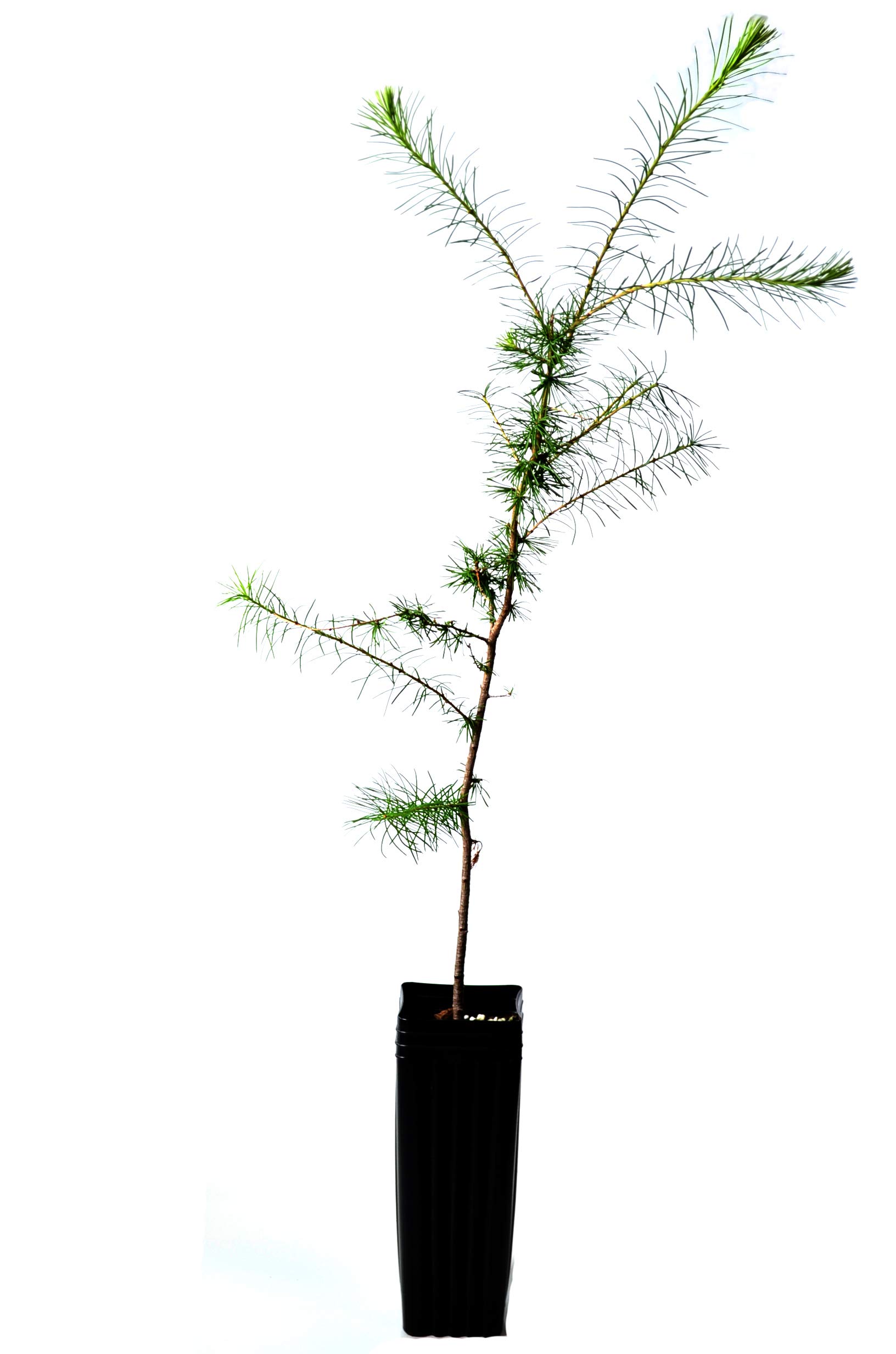 Potted Tamarack Larch Tree - Larix laricina - 19 to 33+ inches (See State Restrictions)