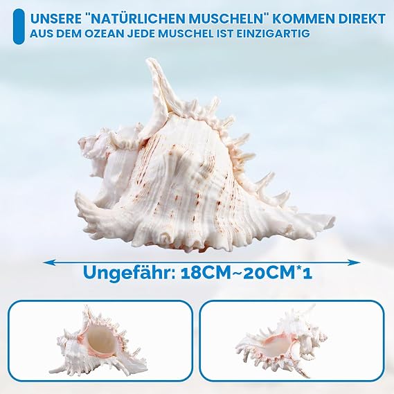 Natural Shells 18-20 cm Large Natural Shell Shells Large Shells for Crafts Giant Ocean Shell for DIY Craft Decoration Beach Theme Parties Wedding Decoration