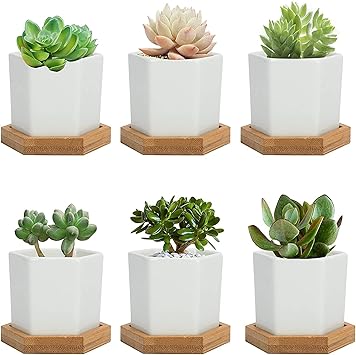 Amazon Co Jp Ybbazrxt 多肉植木鉢 植木鉢 陶器鉢 サボテン鉢 ミニ鉢 竹トレー付き 底穴付き 観葉植物 オフィスギフト 庭インテイア適用 おしゃれ シンプルなデザイン 6個入り ミニ植物適用 白 六角形 6点セット 7 7 5cm Diy 工具 ガーデン Amazon Co Jp Ybbazrxt 多肉植木鉢 植木鉢 陶器鉢 サボテン鉢 ミニ鉢 竹トレー付き 底穴付き 観葉植物 オフィスギフト 庭インテイア適用 おしゃれ シンプルなデザイン 6個入り ミニ植物適用 白 六角形 6点セット 7 7 5cm Diy 工具 ガーデン