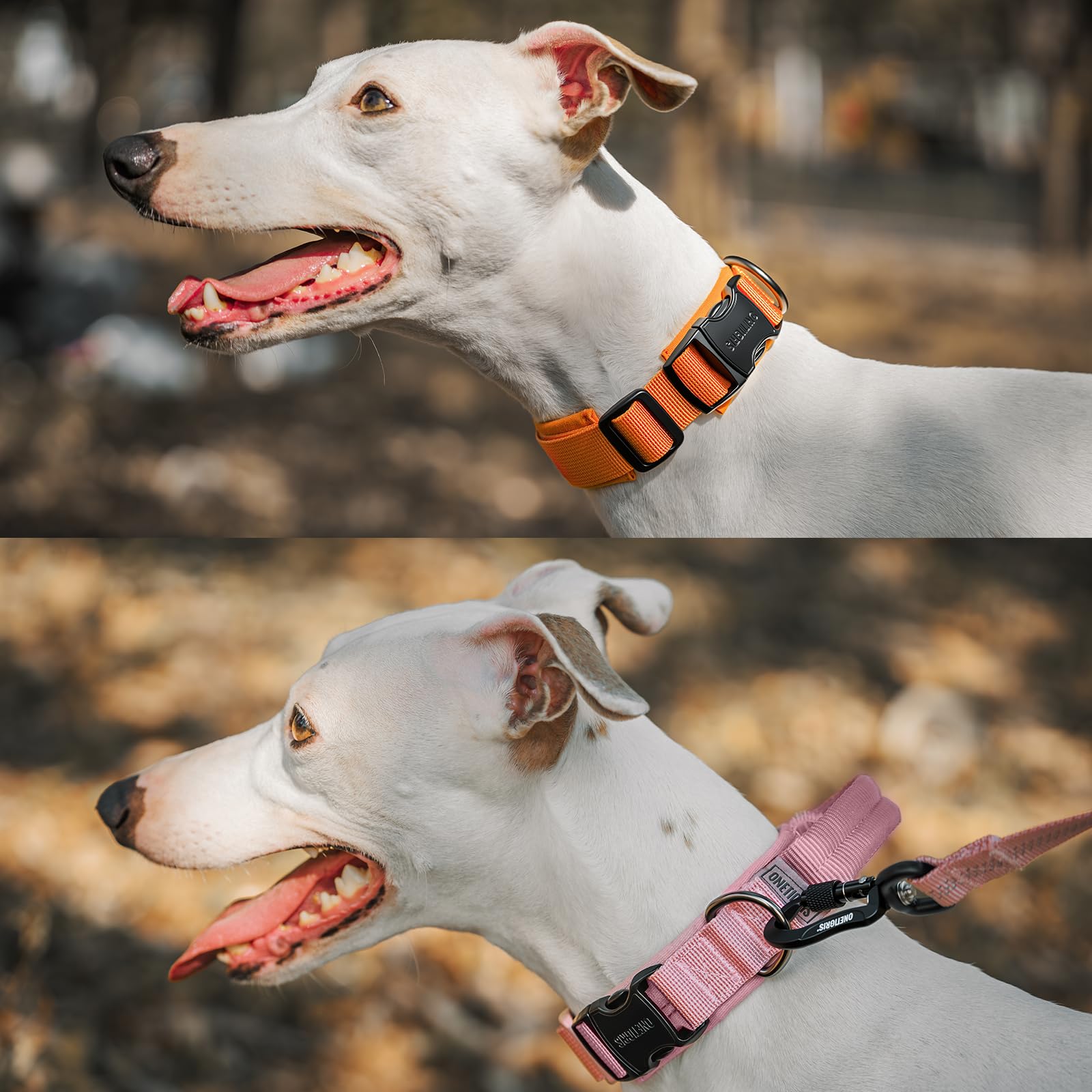 OneTigris Collare per cani con fibbia in metallo per cani (Grigio, S)
