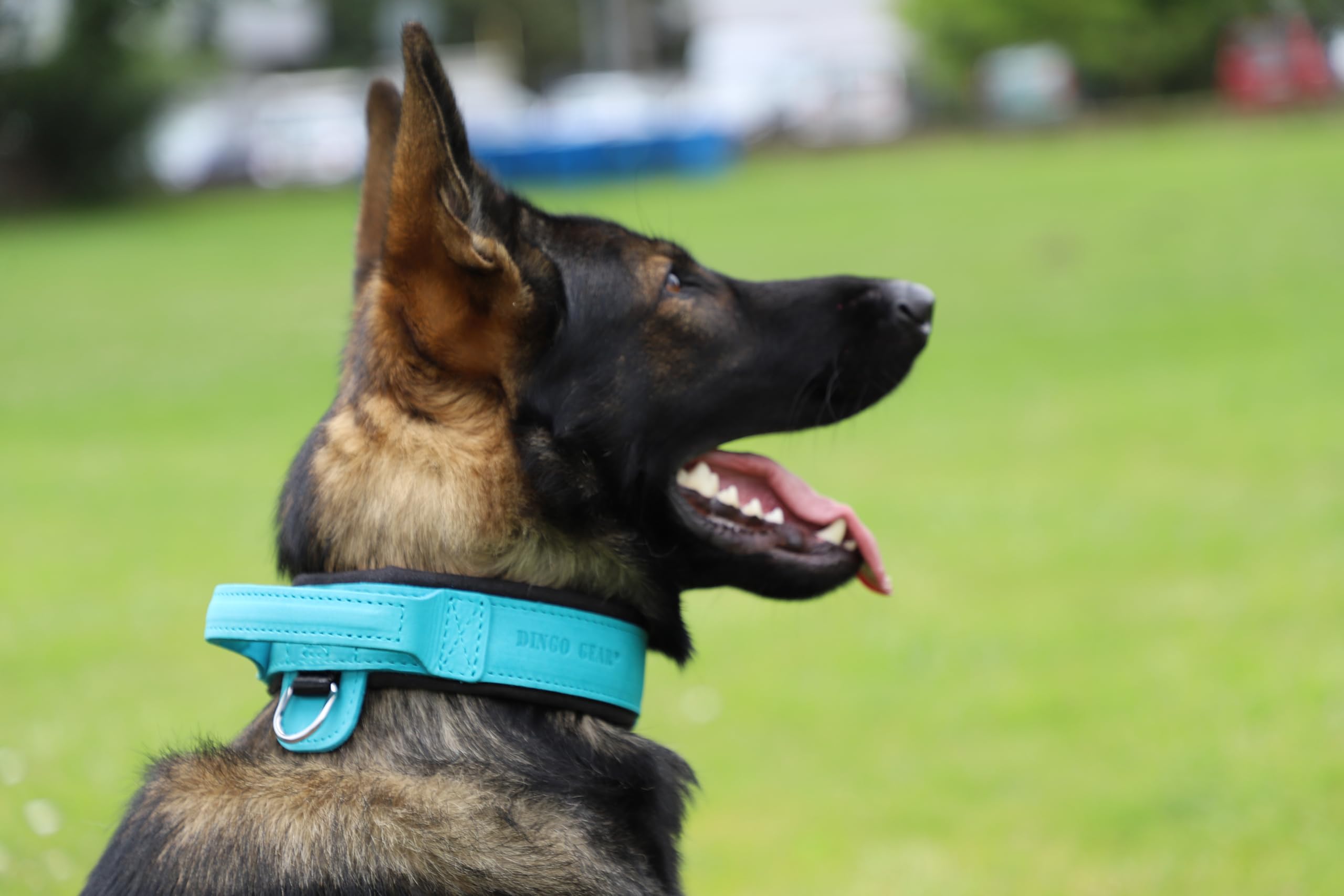 DINGO GEAR Drago skórzana obroża dla psa, amortyzowana, z mocnym szerokim uchwytem, ręcznie robiona, obwód szyi 48-56 cm, do treningu i spacerów, ochrona przed ciągnięciem, miękka wyściółka, niebieska