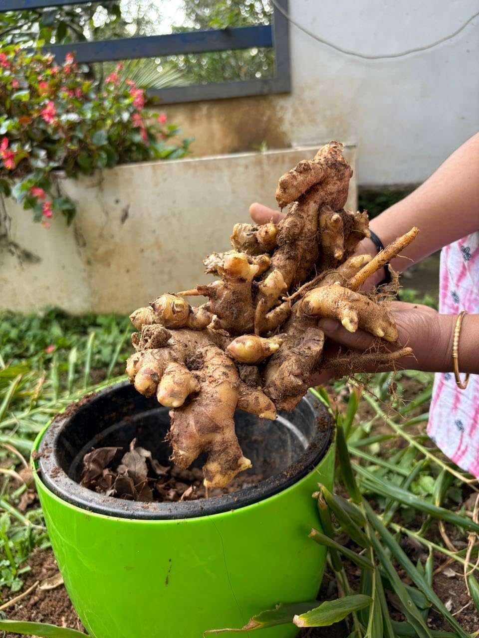 Organic Ginger seeds for planting 800Grams | Home garden use | outdoor planting