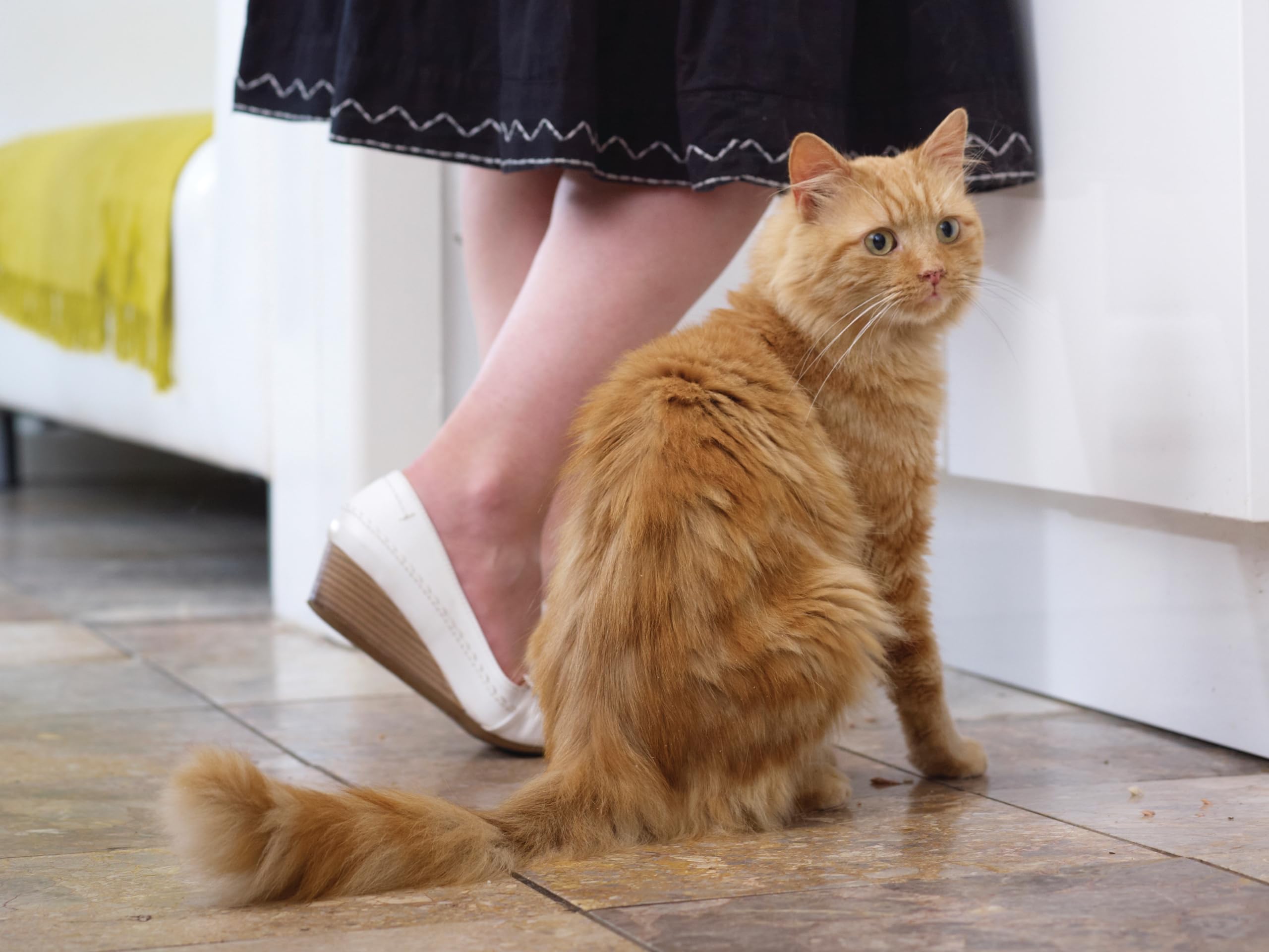 PetSafe, Staywell magnetyczny klucz do kołnierza, selektywne wejście, wygodna alternatywa mikroczipa dla kotów bez mikroczipów, 2 sztuki