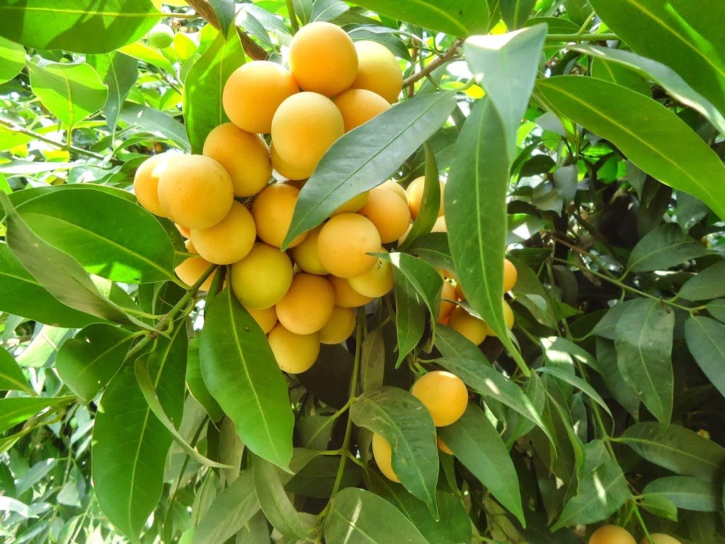 Mphmi Live Plant Nursery NCR Plant Diospyros blancoi PlantMabolo Temburini Plant Velvet apple velvet persimmon mabola tree butter Fruit (B0C4H62ST9) Amazon Price History, Amazon Price Tracker