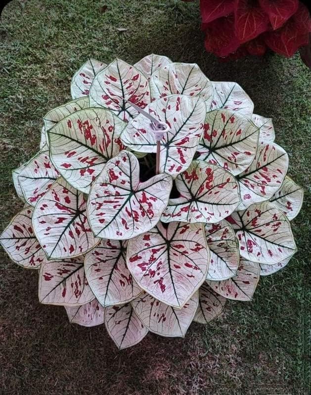 Beautiful Caladium Flower Bulbs Red Dot With White Flower Bulb For Indoor & Outdoor Gardening Pack Of 1.