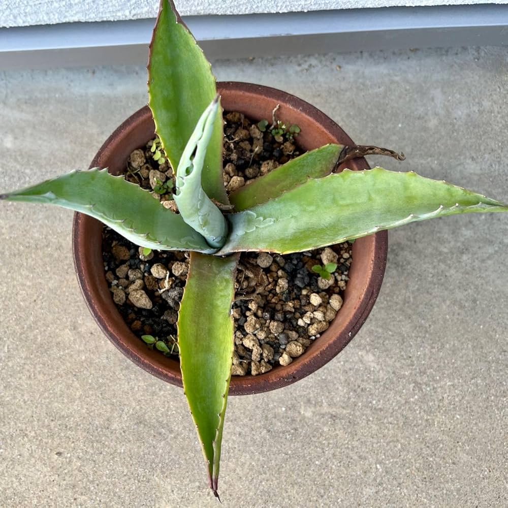 アガベ アオノリュウゼツラン 抜き苗 Amazon.co.jp: アガベ アオノリュウゼツラン 子株 抜き苗 : ホビー