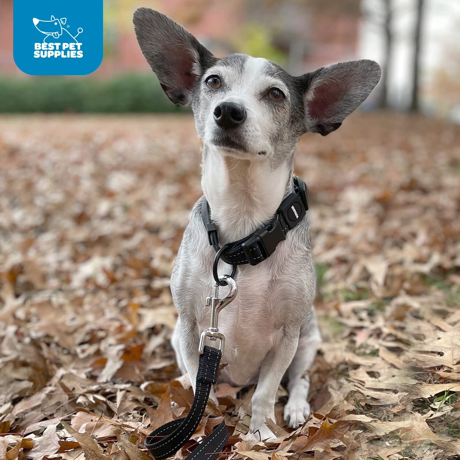 Best Pet Supplies Reflective Dog Collar with Adjustable Length, Heavy-Duty  Buckle, and Strong Leash D-Ring, Training, Walking, Jogging Accessory