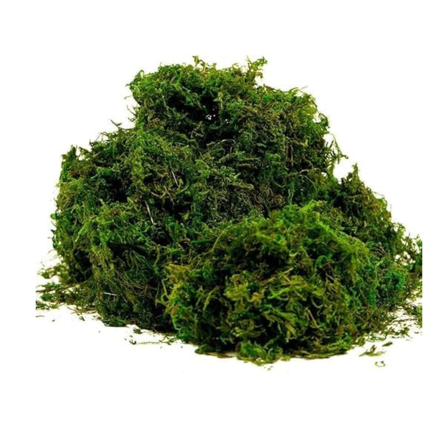 CATTAILS Natural Green Dried Moss Grass (450g) | Preserved Moss for Pots, Home, and Garden | Decorative & Functional Ground Cover for Indoor Plants, Terrariums, Craft Projects | Long-Lasting-image-12