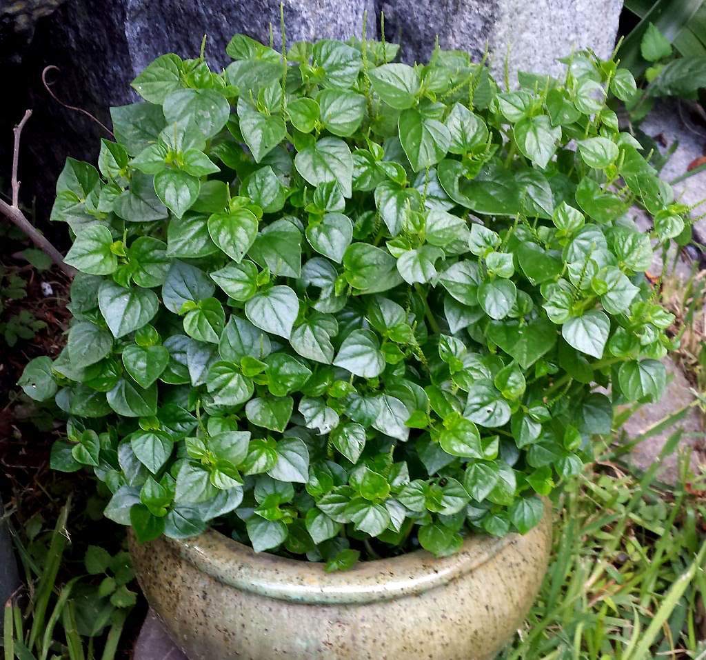 Potseed Germination Les graines:? H t gi ng rau CANG cua Peperomia  pellucida, Krasang TEAP 2,000 Graines : Amazon.fr: Jardin