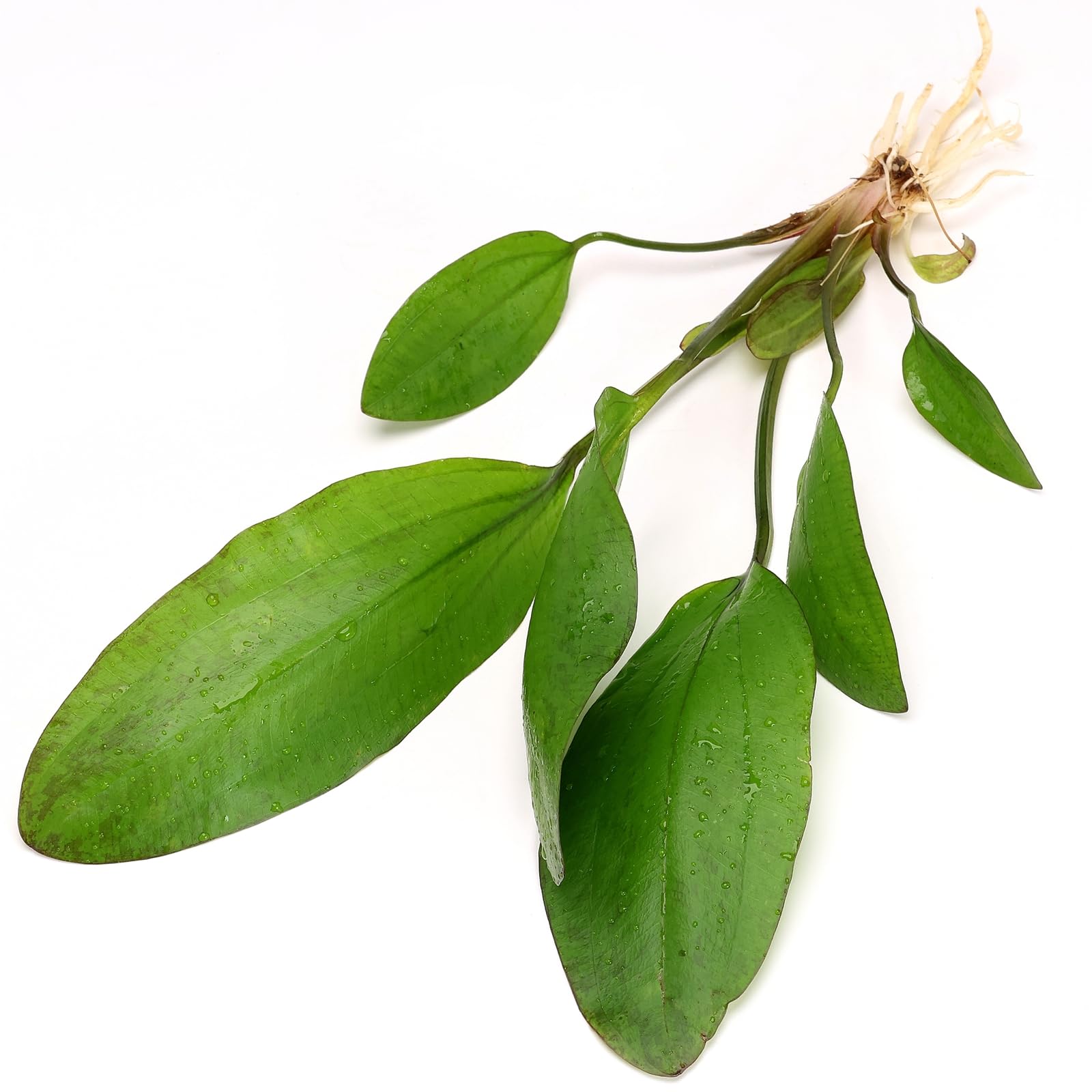 Echinodorus Ipica Live Aquarium Plant Large Sword Plant Green Red Tones Easy Care Midground Background for Freshwater Tropical Tank K2aqua