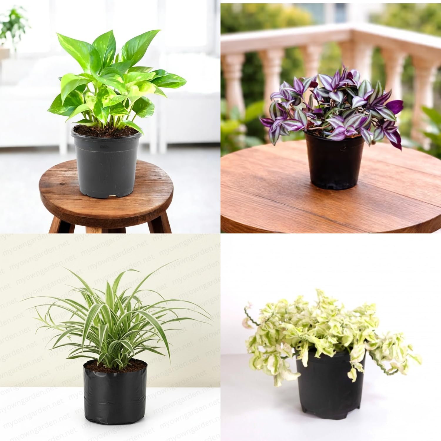 Live Plant | Combo Pack of 4 | Money Plant, Wandering Jew, Spider Plant & Devil's Backbone Succulent | Air Purifying Houseplants | Easy Care Indoor Plants-image-34
