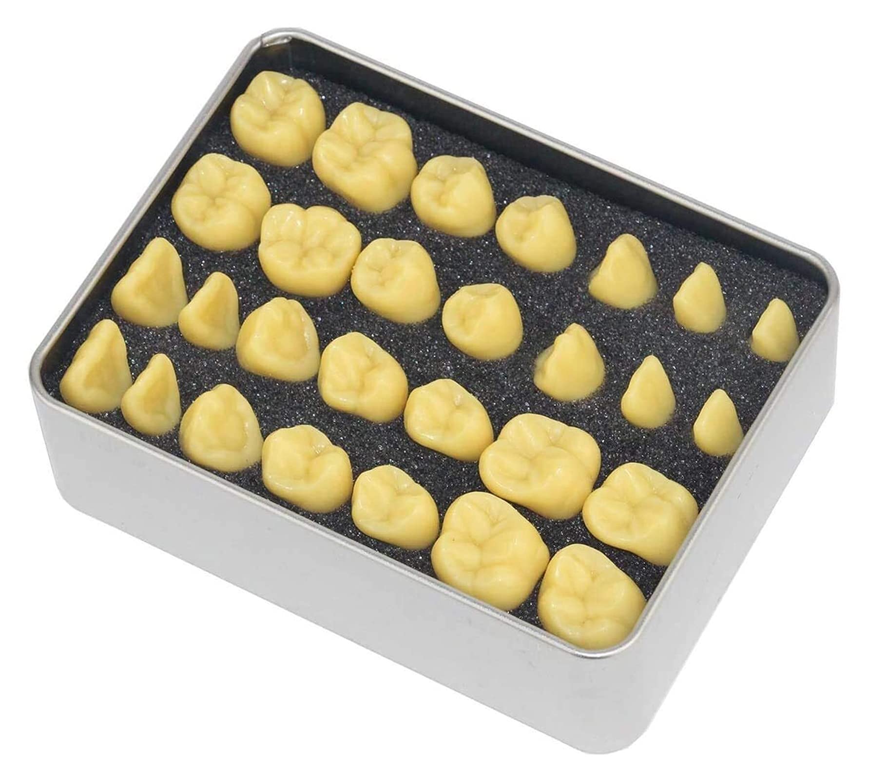 Dents Modèle Anatomique, Oral Standard-Schnitz-Dent-Lehrmodell Für Adulten, Double-Agrandiren Dentdentmodell en Tant Que Modèle D'aide À L'entraînement
