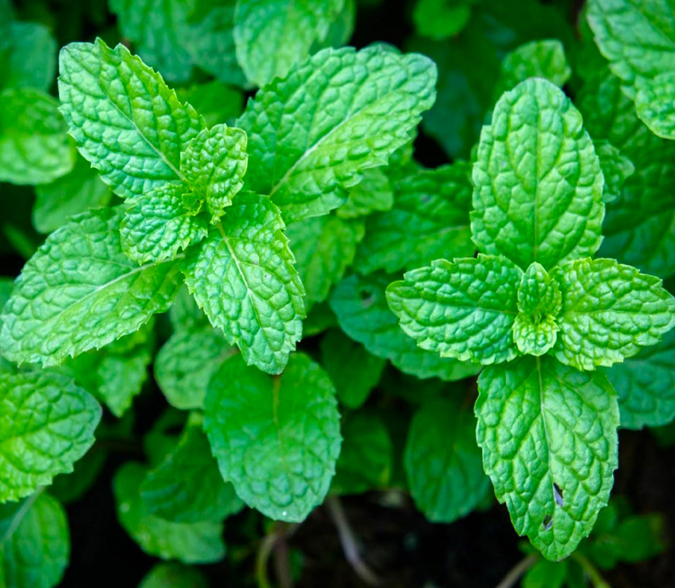 Gromax India Mint Seeds For Planting | Pudina "Hybrid" seeds for home gadening | Non GMO | Peppermint with a High germination rate (B0D9H7BFVK) Amazon Price History, Amazon Price Tracker