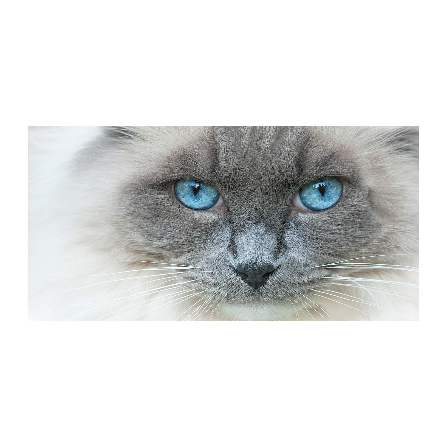 Tableau photo décorative chat aux yeux bleus 120x60 cm pour habiller un grand mur vide