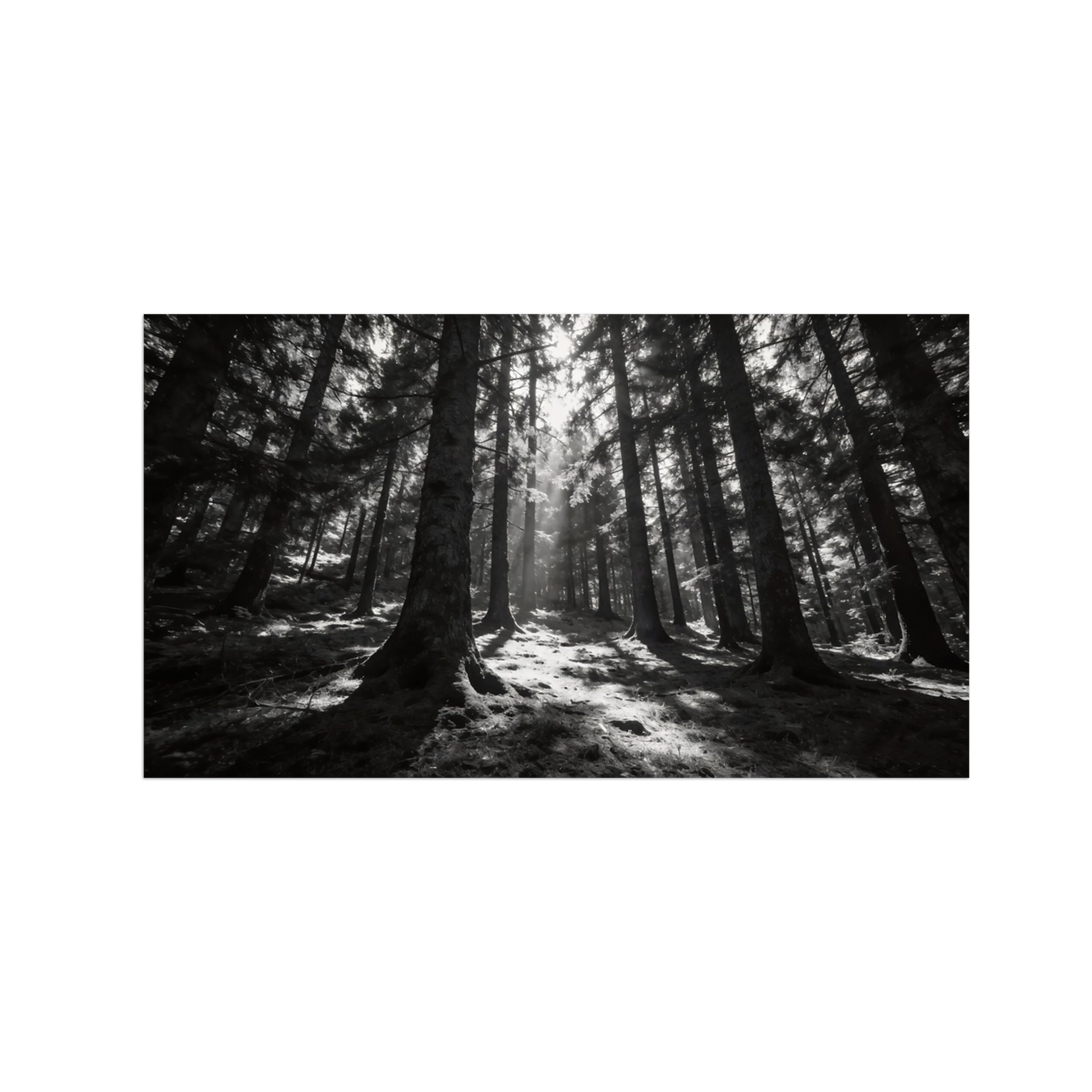 Black White Landscape Wall Art. Forest Tree 2. Picture 60x108cm Framed
