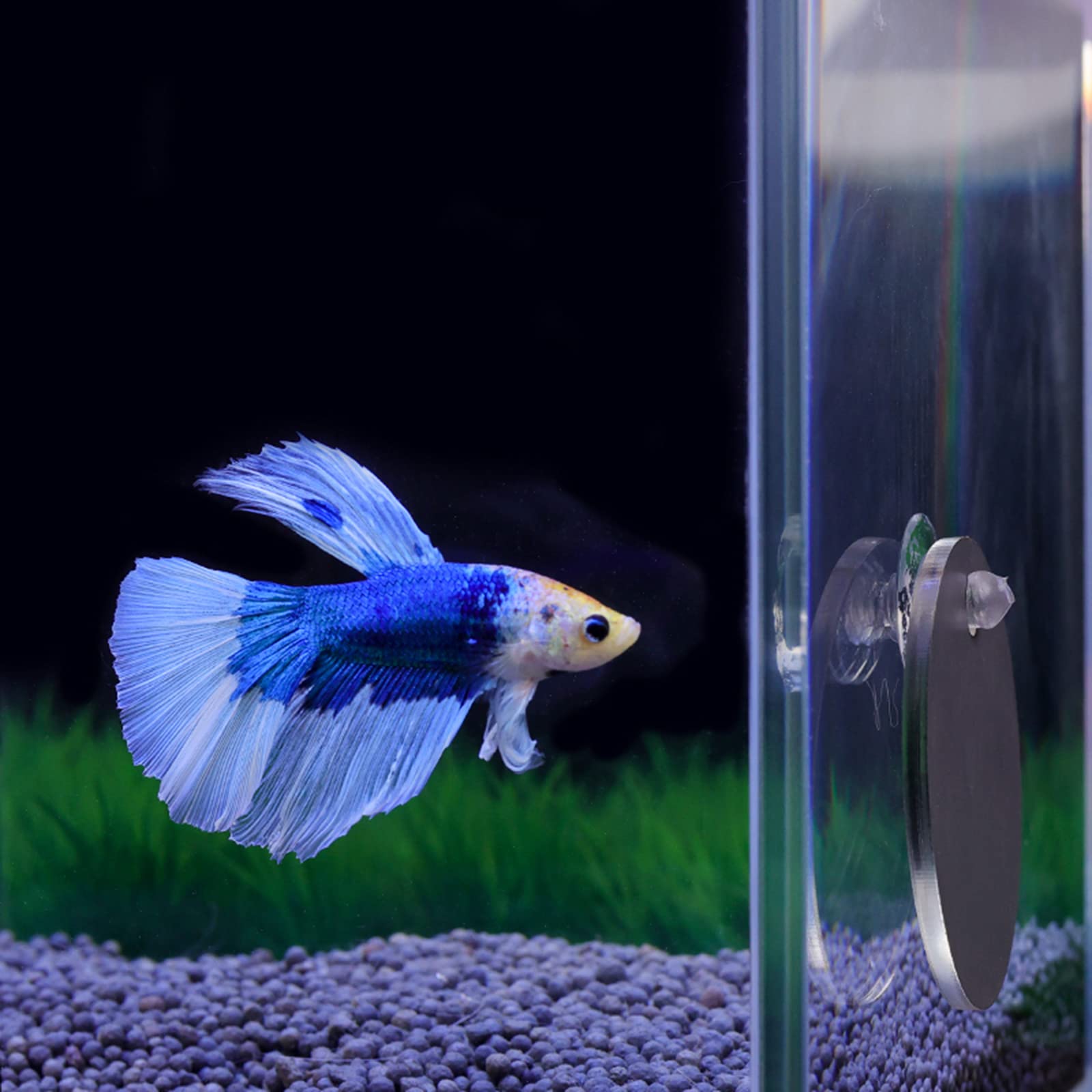 Specchio galleggiante per esercizi Betta per pesci per acquario promuovere comportamenti territoriali naturali Betta esercizio specchio allenamento Betta esercizio specchio