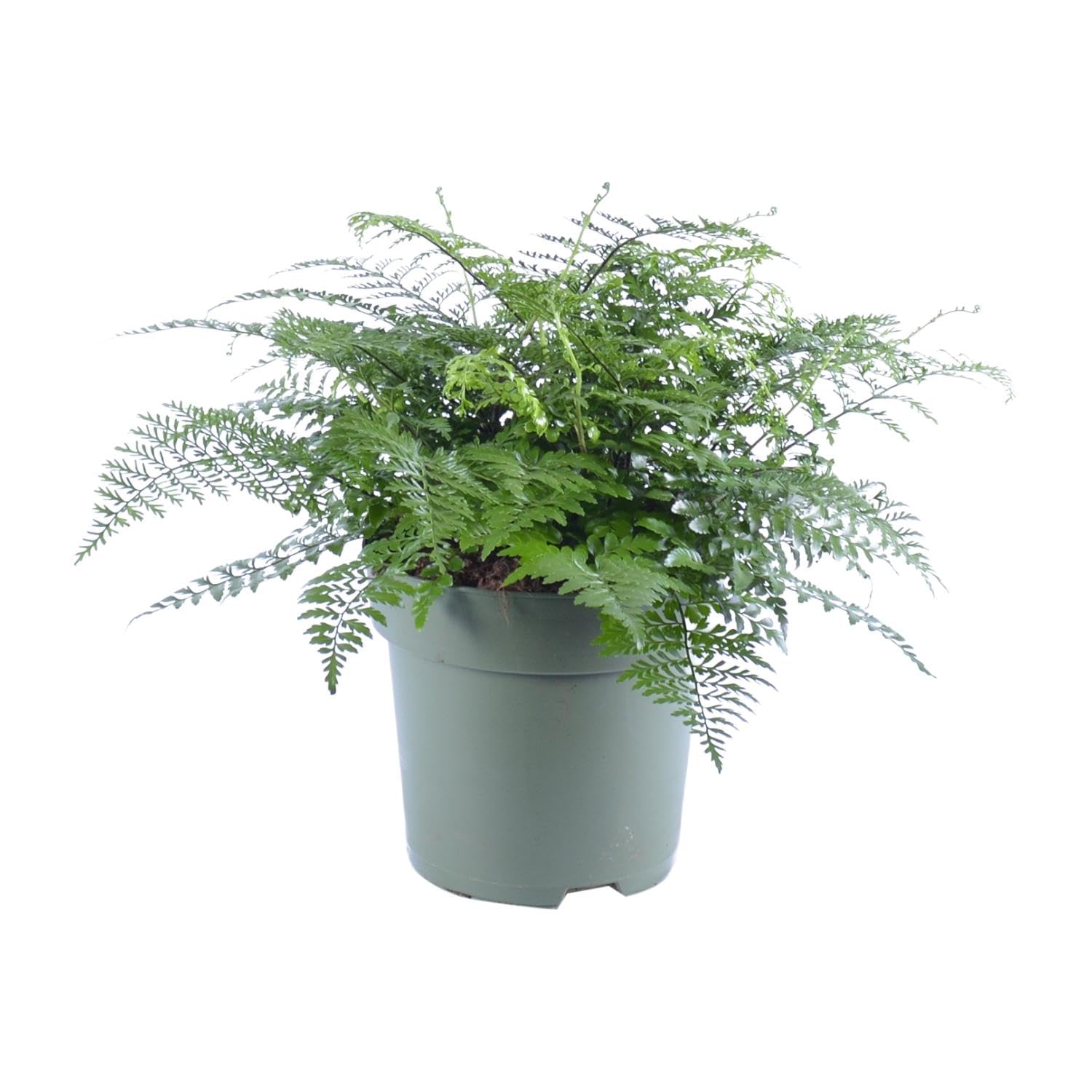 Asplenium Parvati mit Überhängenden Blättern für Innen, Grün, Ø27cm, 50cm