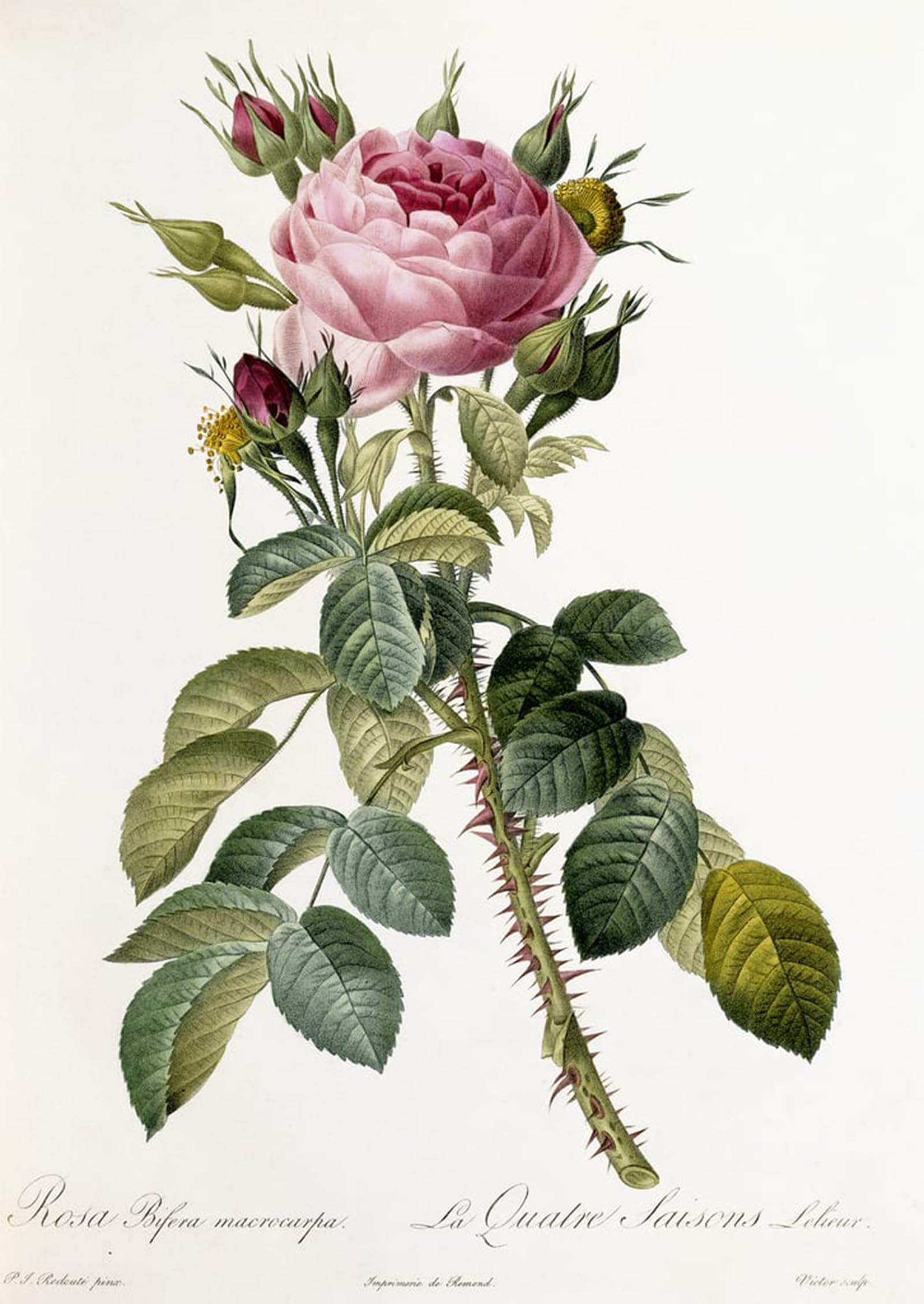 Impression Tableaux Graffiti Art Mural Rose de Redouté Toile Premium 60x90cm - 5